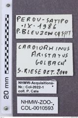 Etikette zu Cardiorhinus aristatus (NHMW-ZOO-COL-0010593)